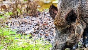 Jak odstraszyć dziki z ogrodu domowym sposobem?