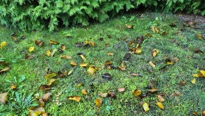 Jesień to doskonały moment, by na dłużej, pozbyć się mchu z trawnika./Deccoria.pl