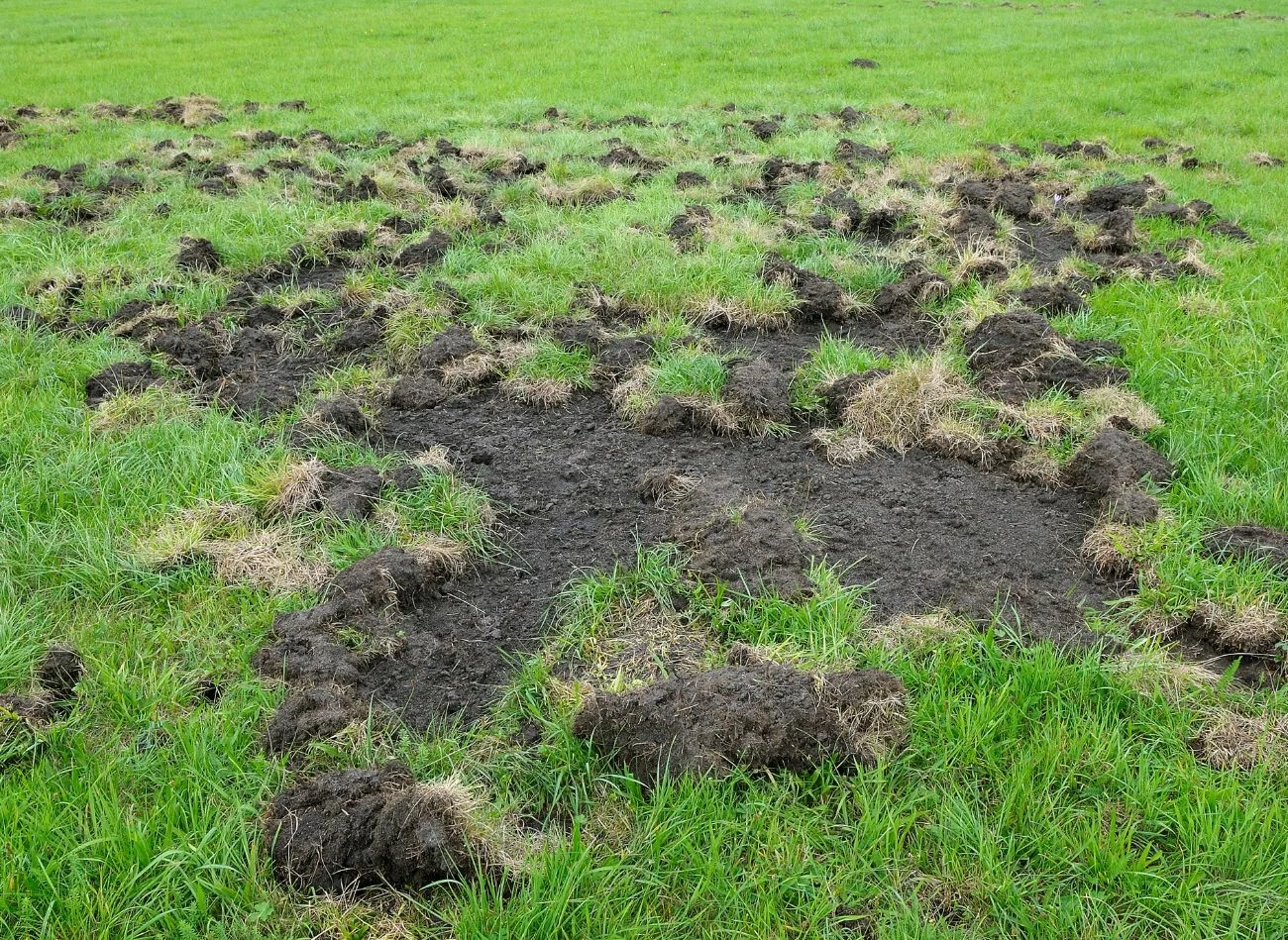 Wataha dzików w ciągu jednej nocy potrafi zrobić duże szkody w ogrodzie.