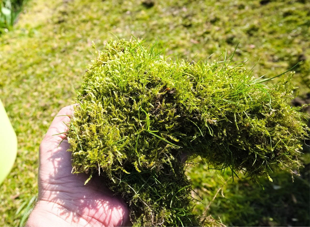 Główne przyczyny powstawania mchu na trawniku to nadmierna wilgoć i niedostatek światła.