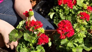 Przechowywanie pelargonii w papierowej torbie lub kartonie to najskuteczniejszy sposób zimowania tych kwiatów.