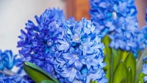 Jak sprawić, by hiacynty pięknie kwitły w grudniu lub styczniu?