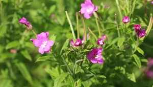 Wierzbownica jest łatwa w uprawie, odporna na niekorzystne warunki i przyciąga owady.
