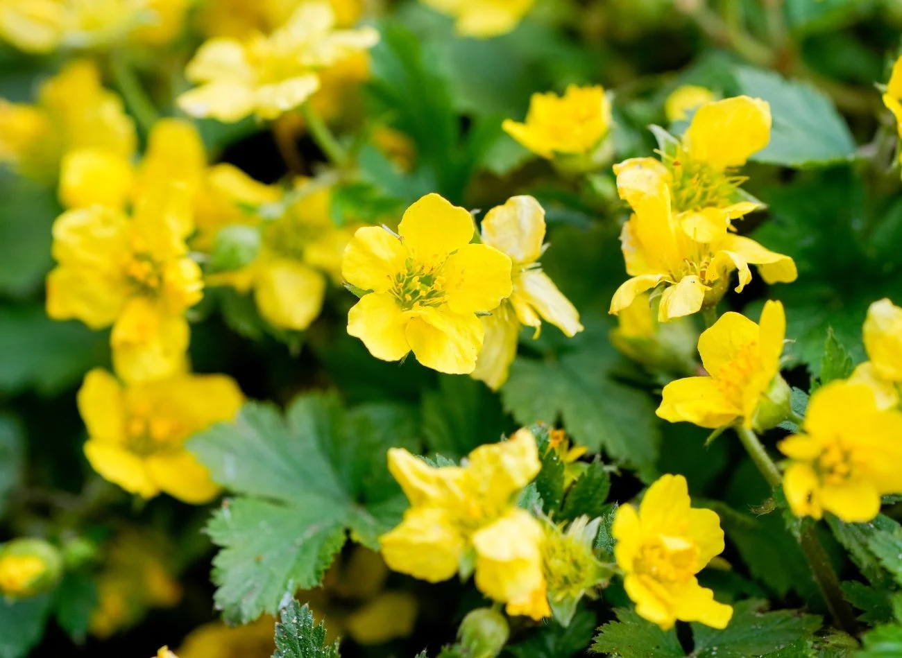 Pragnia potrafi rosnąć w jednym miejscu dziesiątki lat, tworząc kwietne kobierce.