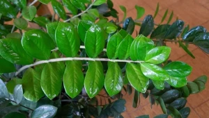 Co zakopać w doniczce z zamiokulkasem? Dodatek zaskakuje, ale działa niezawodnie.