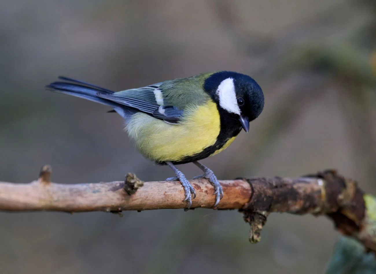 Sikory są oportunistami pokarmowymi co oznacza, że zmieniają dietę w zależności od panujących warunków i dostępnego pożywienia