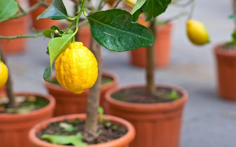 Cytrynę najlpiej uprawiać w niewielkiej donicy