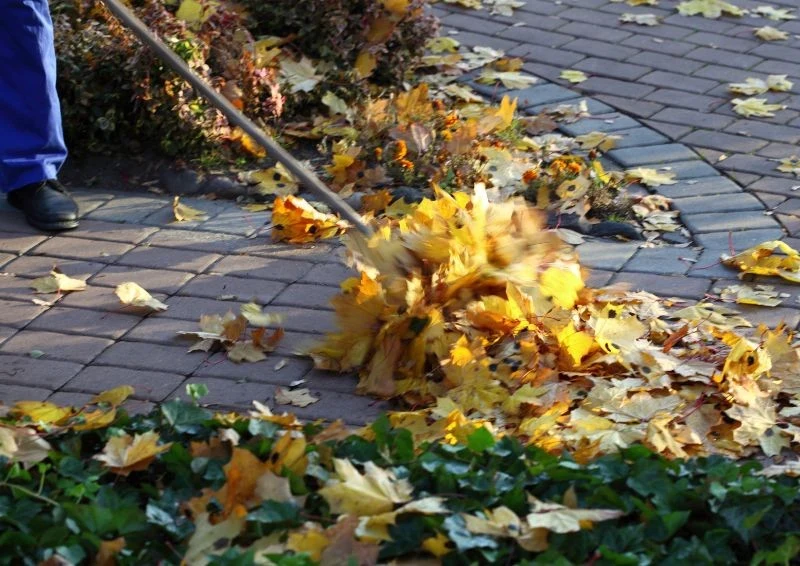 Zgrabione liście są bogactwem dla każdego ogrodnika.