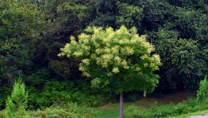 Posadź zamiast katalpy. Jest mniej kapryśny, a owoce ma jak sznury pereł