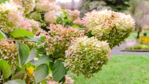Ogrodniczka radzi, czy ścinać kwiaty hortensji jesienią.