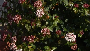 Jak uprawiać i wykorzystać w ogrodzie kalinę wawrzynowatą?