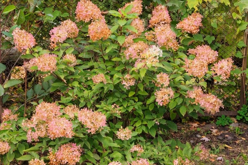 Jak zabezpieczyć hortensje przed zimą