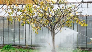 Oprysk mocznikiem trzeba wykonać gdy na drzewie znajduje się od 50 do 90 proc. liści. Wtedy jest najbardziej skuteczny.