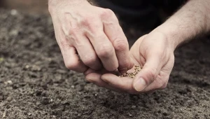 Jakie warzywa można siać w listopadzie? For. szulyphoto