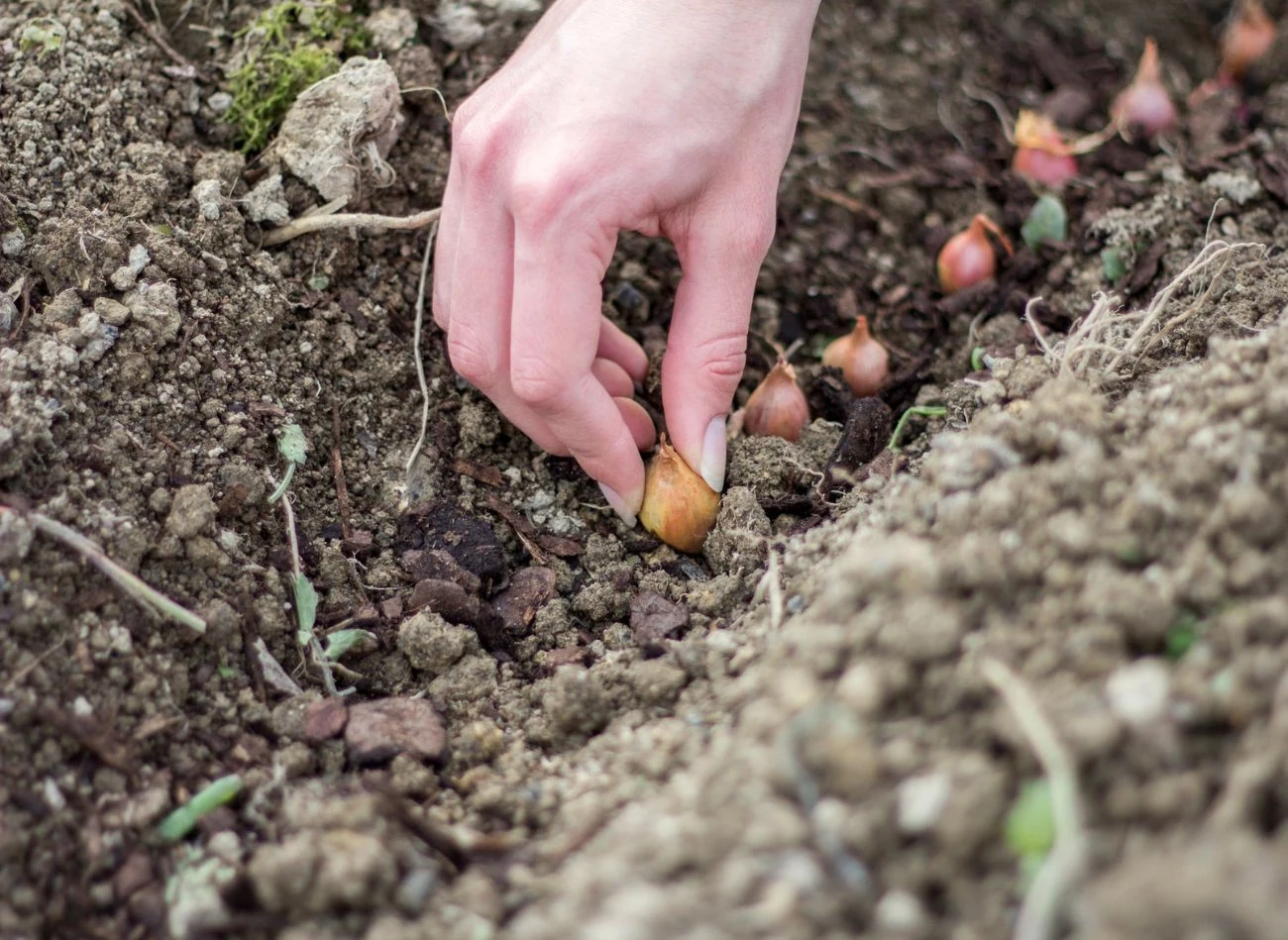 Jesienią cebulę sadzi się nieco głębiej niż wiosną – ok