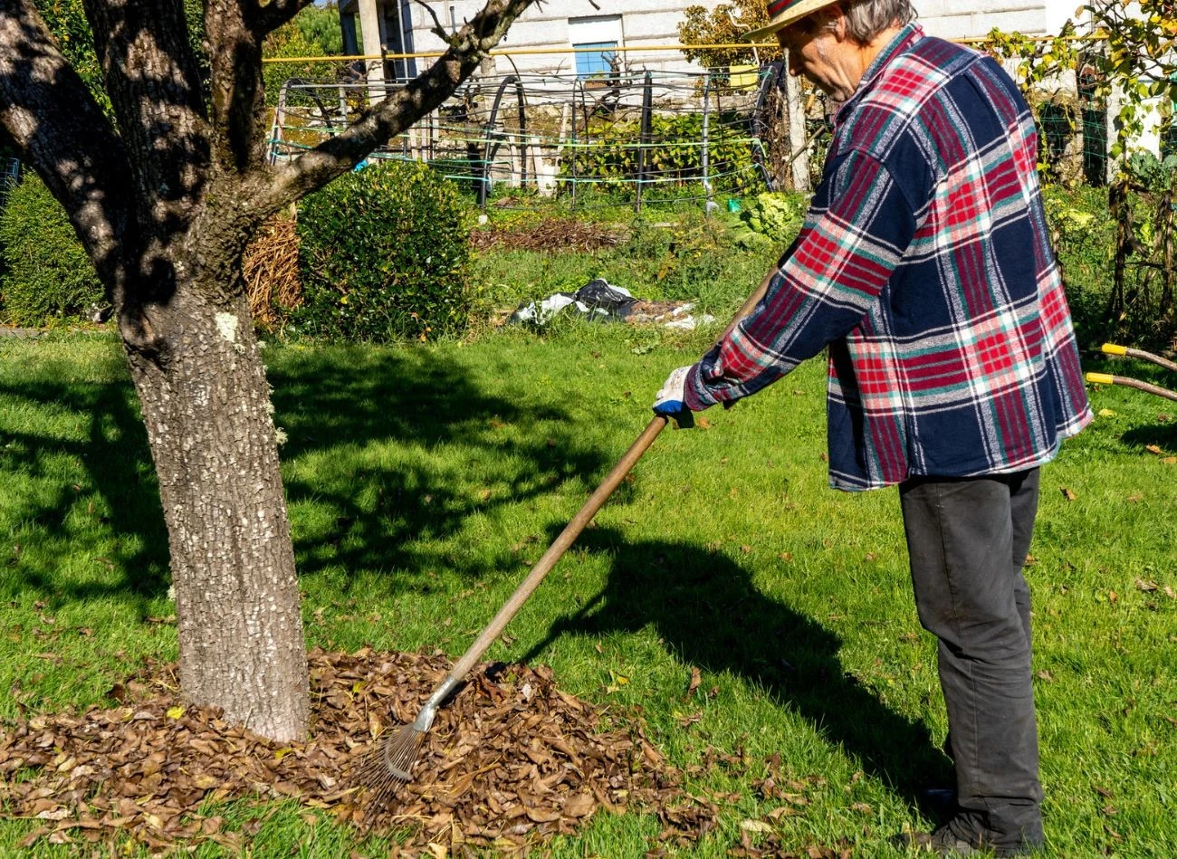 Pomijanie opadłych liści to duży błąd podczas opryskiwania drzew owocowych mocznikiem.