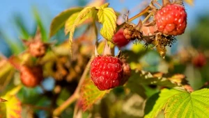 Każdy powinien wrzucić teraz pod krzaczki. Latem malin będzie ogrom