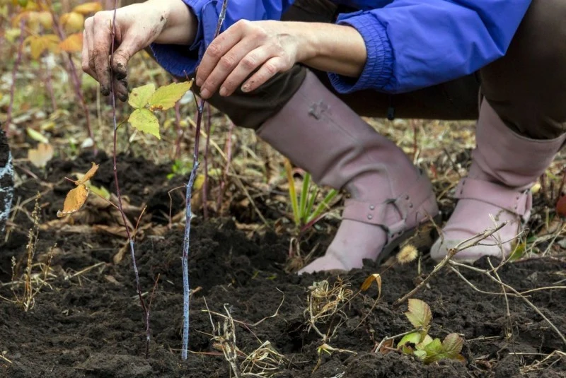 W listopadzie najlepiej przycinać krzewy, których sadzonki były kupowane z odkrytym korzeniem.