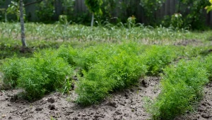 Wiosną będzie pełno koperku. Wysiej przed zimą dokładnie w tym momencie