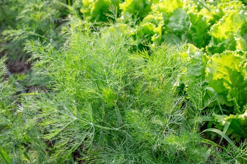 Jak przygotować grządkę pod koper ozimy