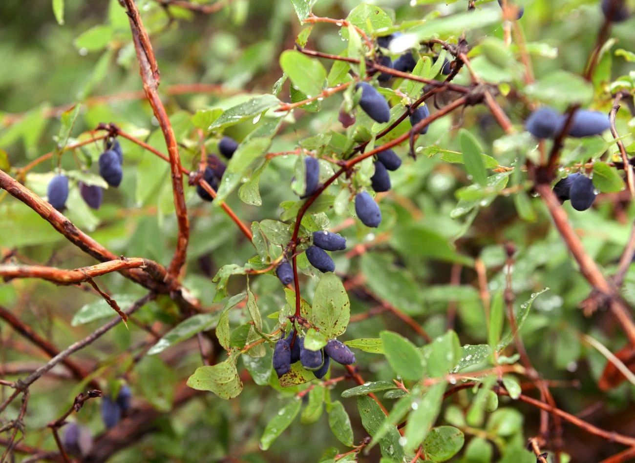 W pierwszych sezonach po posadzeniu jagody kamczackiej warto stosować nawozy organiczne.