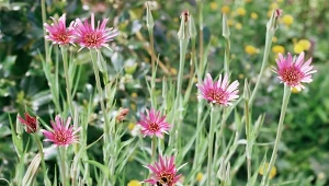 Salsefia to wyjątkowo zdrowe warzywo, które uroczo kwitnie i zdobi ogród.