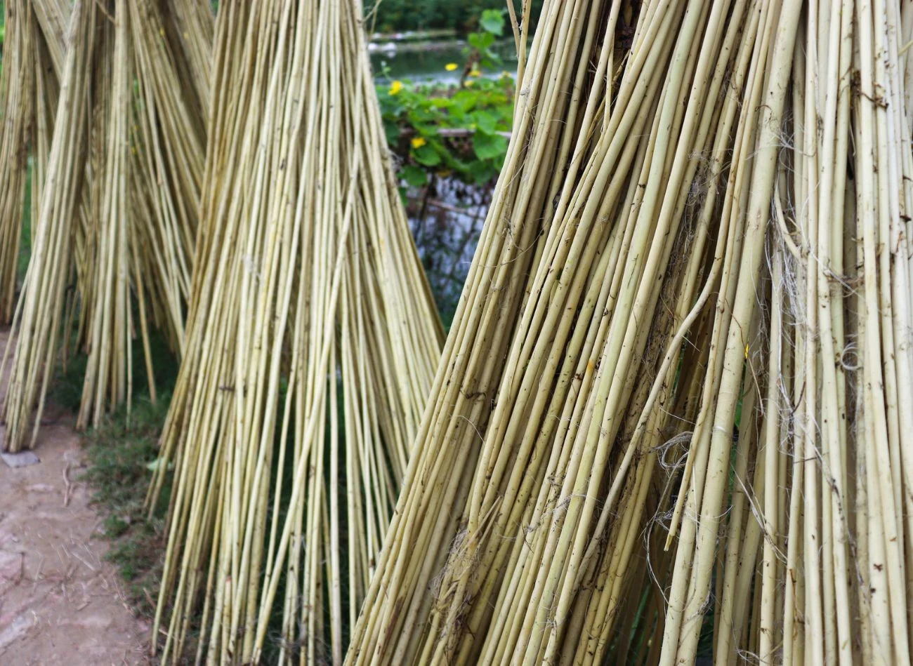 W rejonach, gdzie występują mroźne zimy, wrażliwe trawy trzeba okryć.