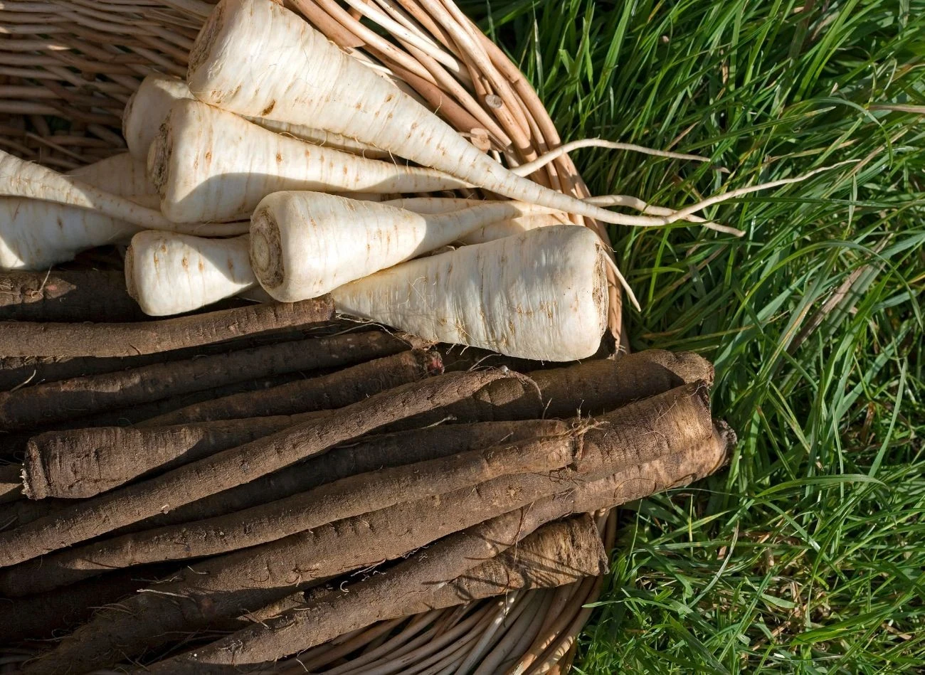 Porównanie korzeni salsefii (ciemniejsze, na dole) z pietruszką (jaśniejsze na górze)