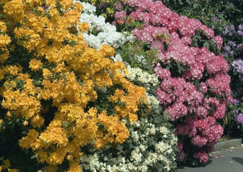 Nie popełniaj banalnych błędów, szykując rododendrony na zimę.