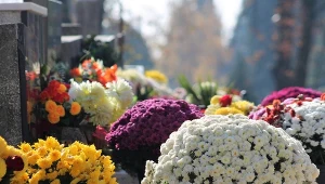 Dlaczego prawidłowe podlewanie chryzantem jest tak ważne?