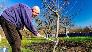 Przy drzewach owocowych w listopadzie jest sporo pracy.