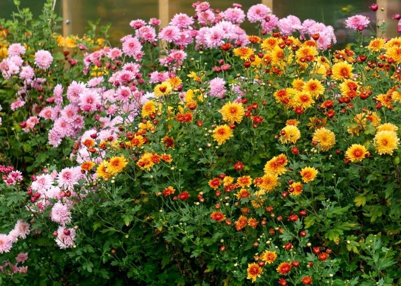 Jak często podlewać chryzantemy w ogrodzie