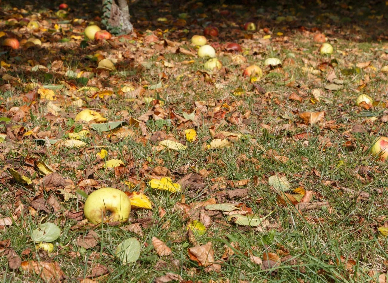 Pozostawione na trawniku owoce mogą powodować gnicie darni i rozwój chorób grzybowych.