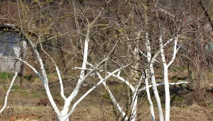 Kiedy jesienią robić oprysk miedzianem?