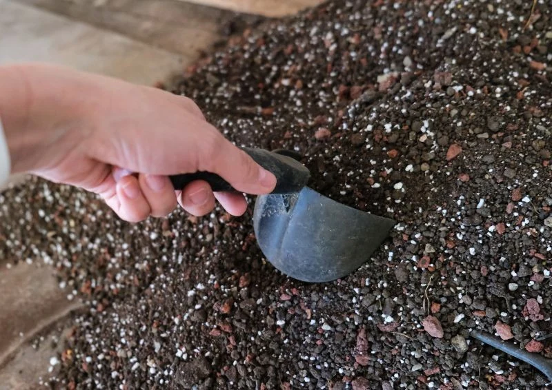 Skład bigosu dla kwiatów może się różnić w zależności od jego przeznaczenia.