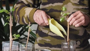 Pobrane i odpowiednio przechowywane sztobry winorośli można zacząć ukorzeniać już w marcu.