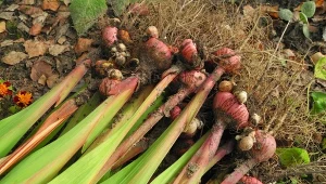 Kiedy wykopać bulwy mieczyków i jak je przechowywać przez zimę?