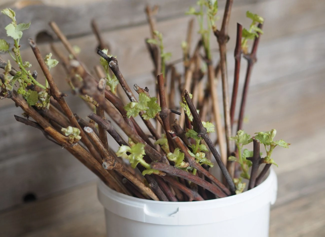 Zawsze wybieraj zdrowe, mocne pędy jednoroczne, które wyrosły w minionym sezonie.