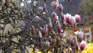 Co zrobić, by magnolia dobrze przezimowała? Oto najważniejsze zabiegi w listopadzie