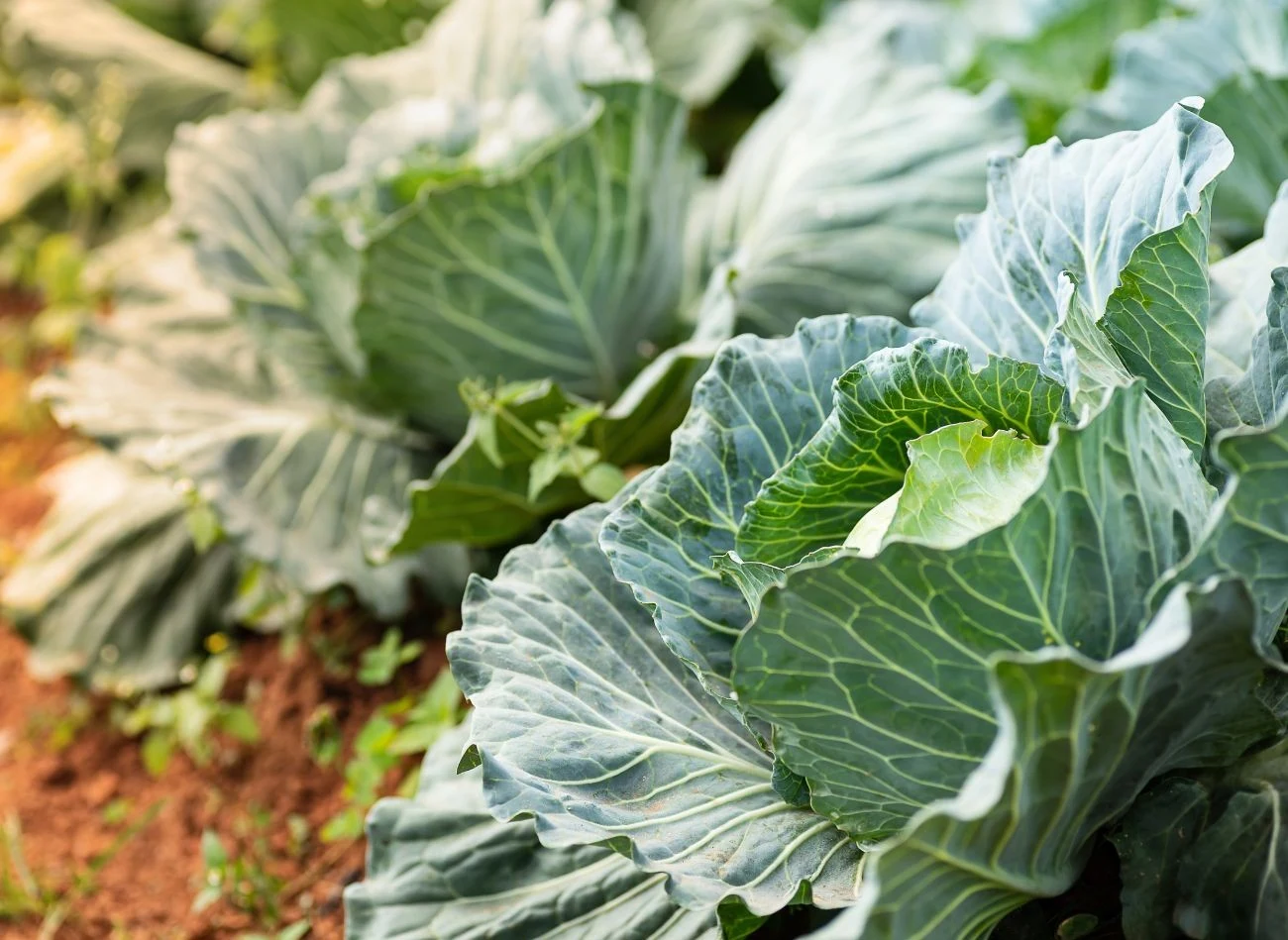 W pierwszym roku po nawożeniu obornikiem gęsim można uprawiać warzywa kapustne.