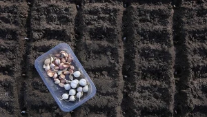 Dlaczego warto sadzić czosnek na przełomie października i listopada? O tych plusach ogrodnicy rzadko mówią