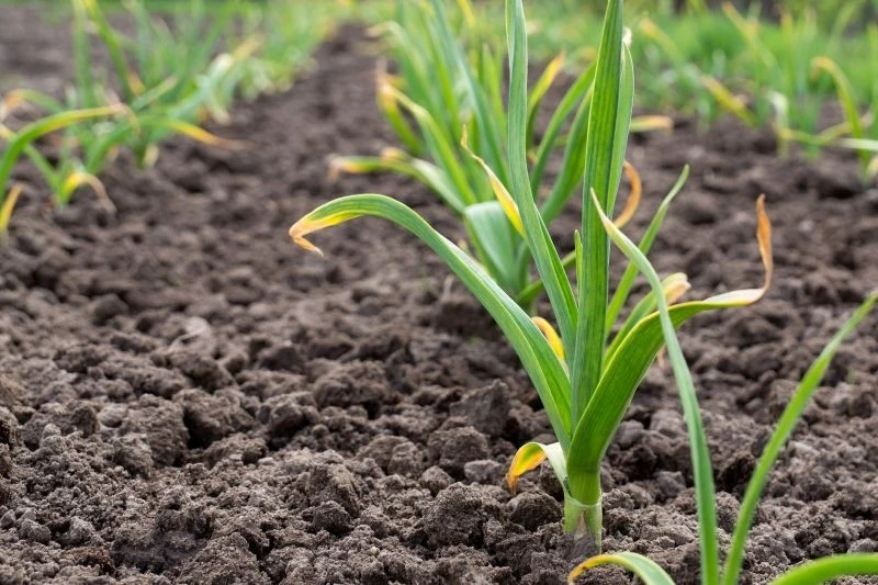 Czosnek ozimy wcześnie rozpoczyna wegetację
