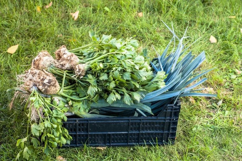 Seler korzeniowy zbieramy po lekkich przymrozkach