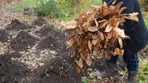 Ziemia liściowa może być wykorzystywana w ogrodzie na wiele sposobów.