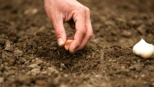 Sadzenie czosnku z cebulek powietrznych to łatwa i tania metoda na bujne plony.