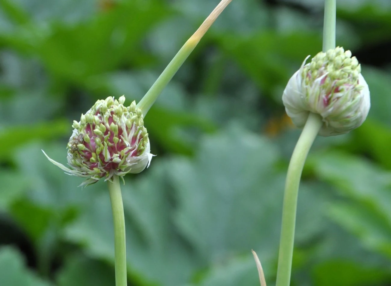 Pozostaw kwiatostany czosnku na pędach, a pojawią się tam cebulki powietrzne.
