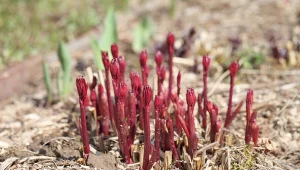 O jakich zabiegach piwonii trzeba pamiętać jesienią?