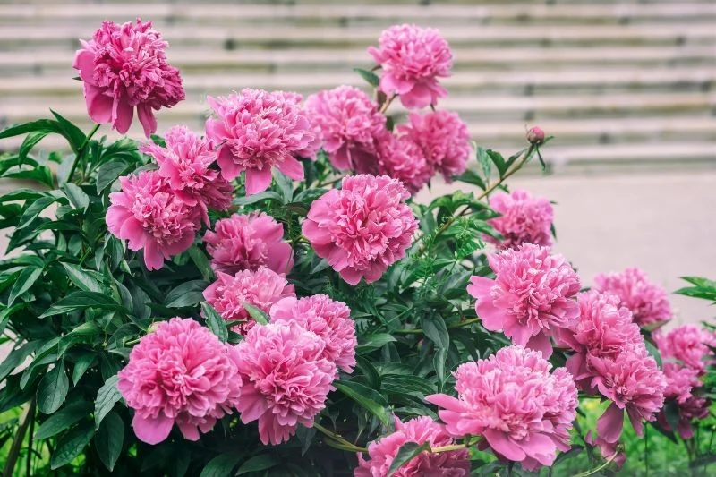 Właściwa pielęgnacja piwonii jesienią zapewni roślinie lepszy start wiosną