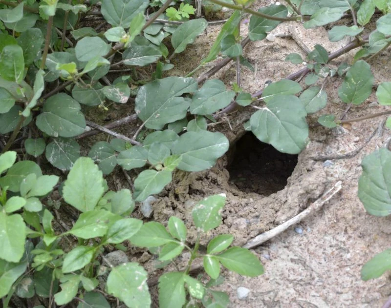 Jak pozbyć się nornic z ogrodu