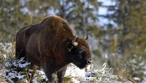 Żubry ucztują na zupełnie nieoczekiwanym przysmaku. Co się dzieje?